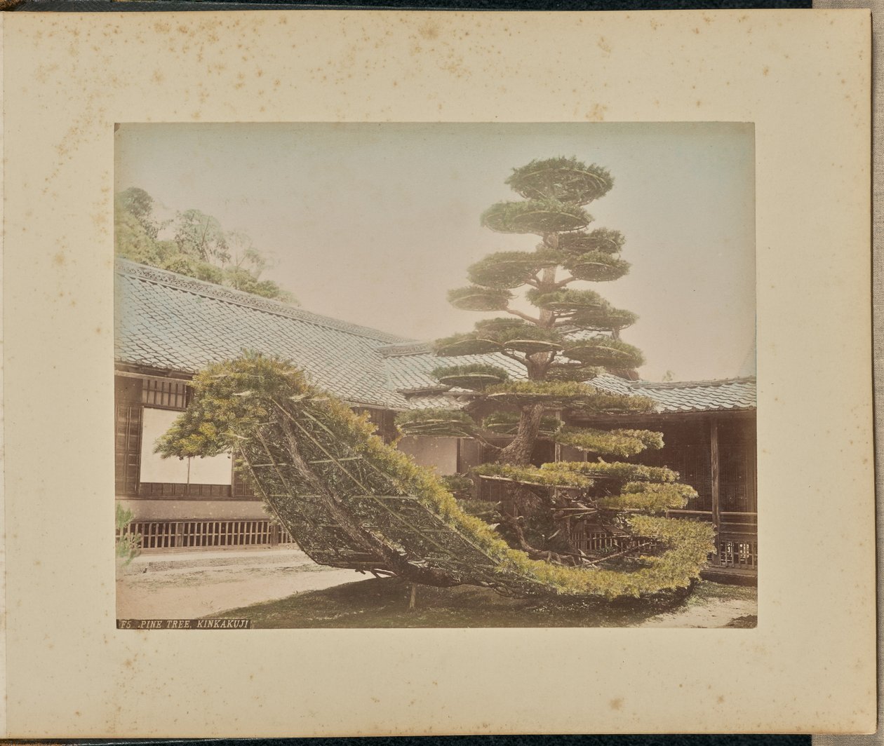 Dennenboom, Kinkakuji door Adolfo Farsari