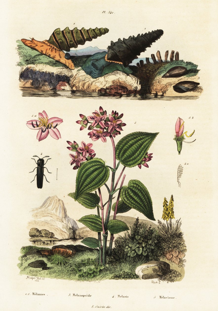 Trompetslakken, soldatenkevers en Clidemia, 1834-1839 (gravure) door Adolph (after) Fries