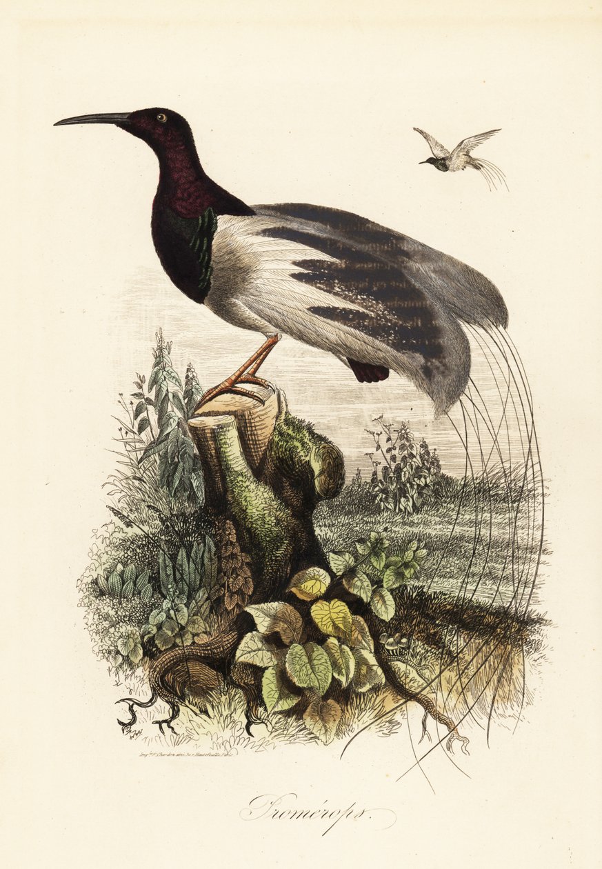 Twaalfdradige paradijsvogel, Seleucidis melanoleucus door Adolph (after) Fries