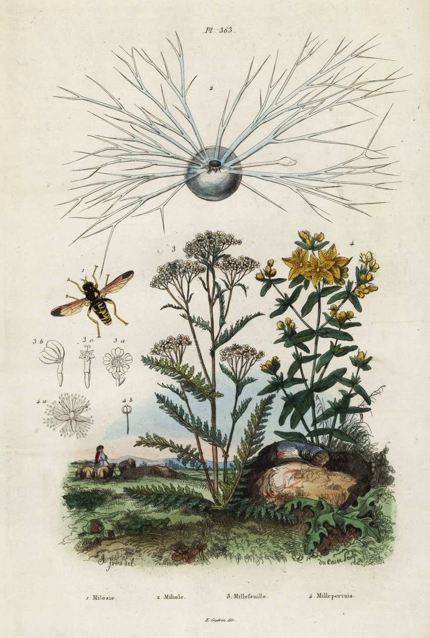 Duizendblad, Sint-Janskruid, foraminifera en zweefvlieg, 1834-1839 (gravure) door Adolph (after) Fries