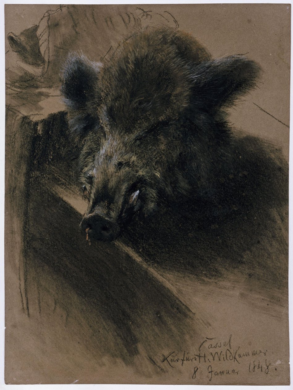 De kop van een wild zwijn in de keurvorstelijke wildkamer in Kassel door Adolph Menzel