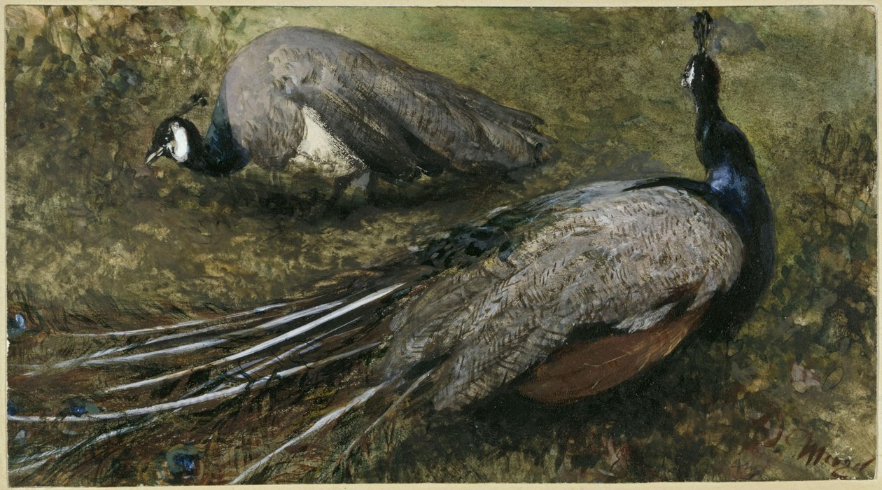 De twee pauwen. Uit het „Kinderalbum“ door Adolph Menzel