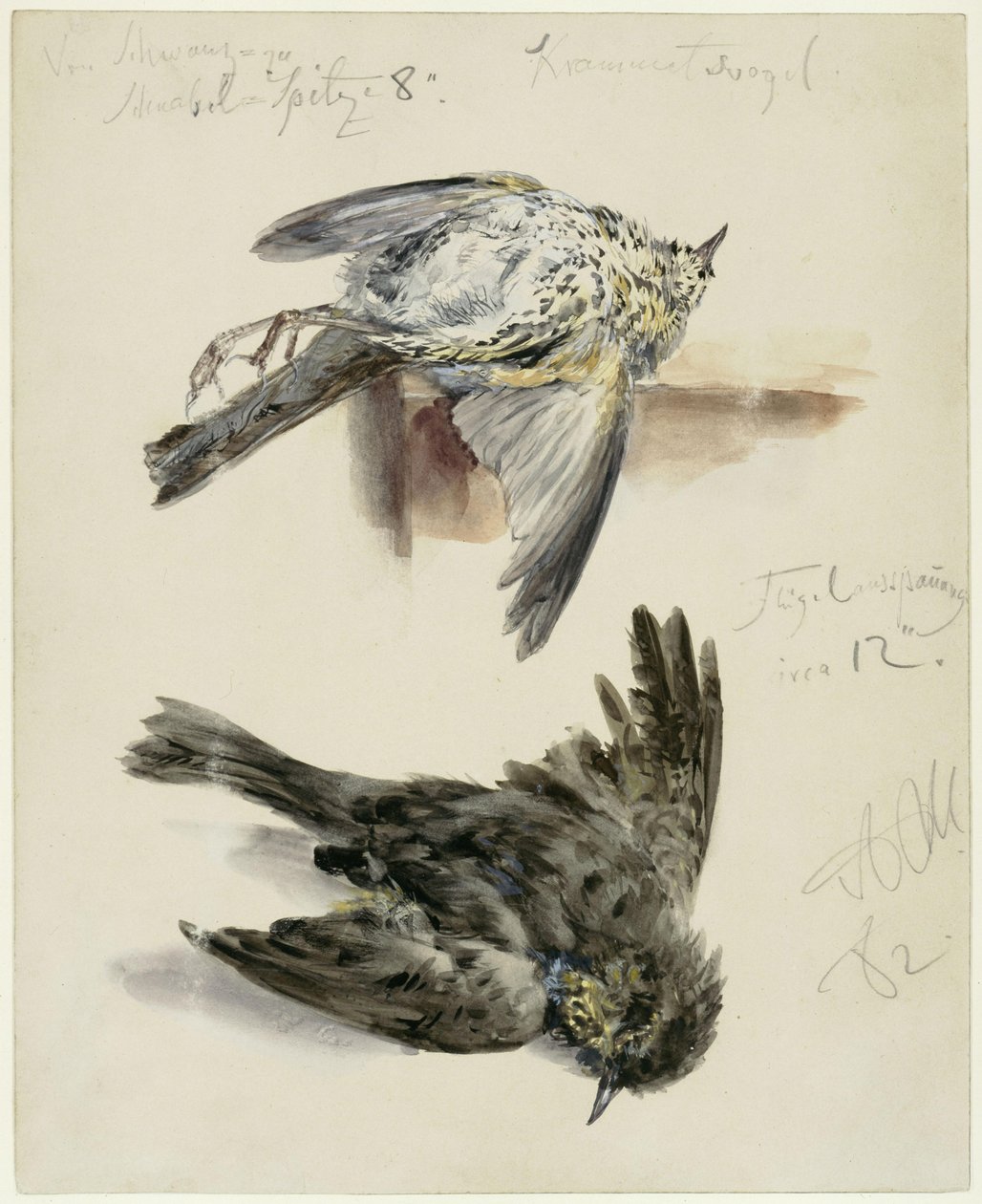 Dode Krammetsvogel in twee aanzichten door Adolph Menzel