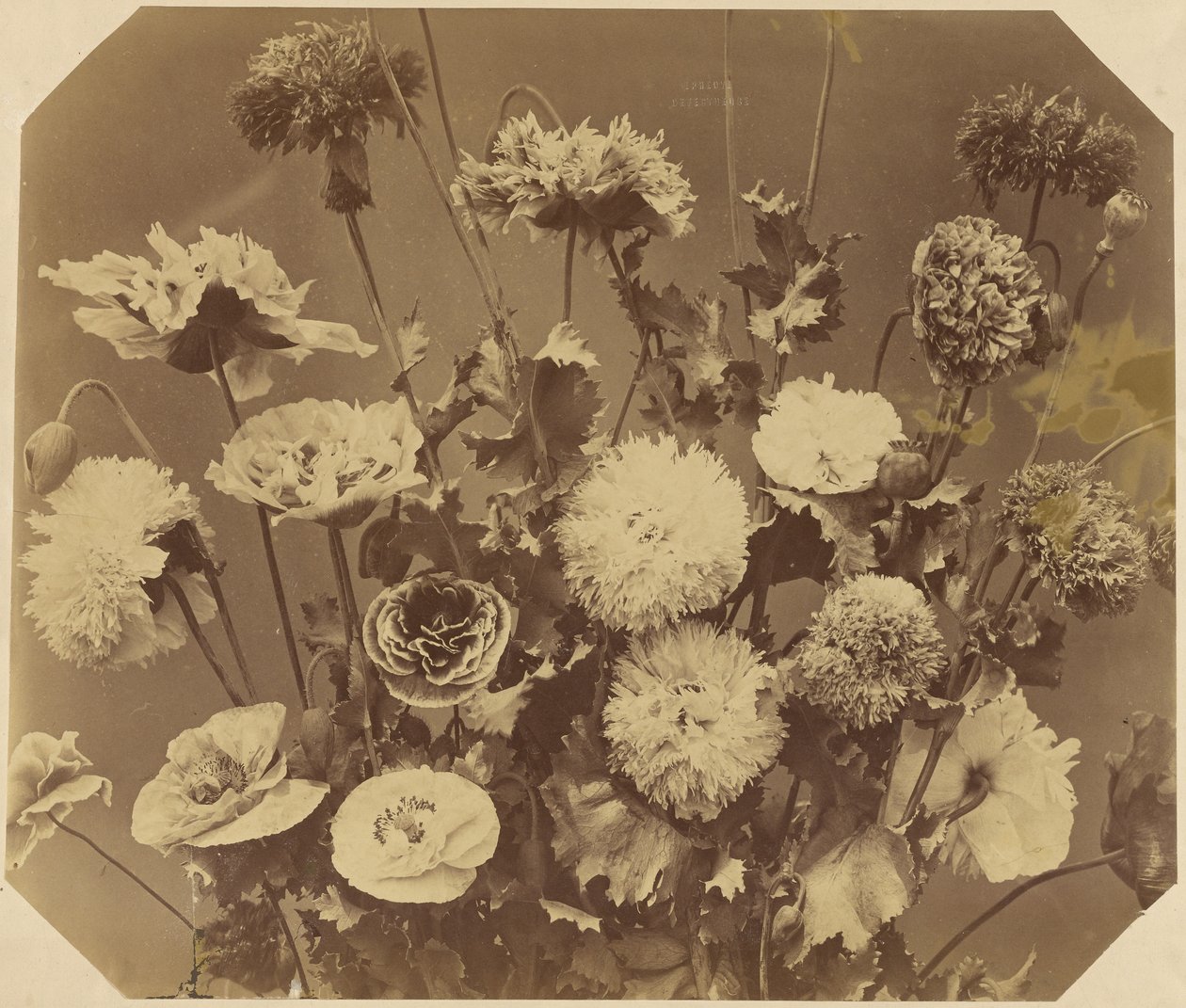 [Bloemen] door Adolphe Braun