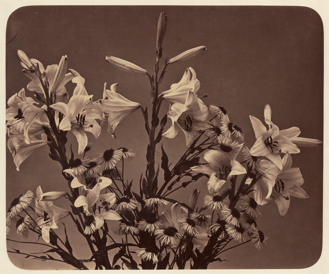 [Bloemen] door Adolphe Braun