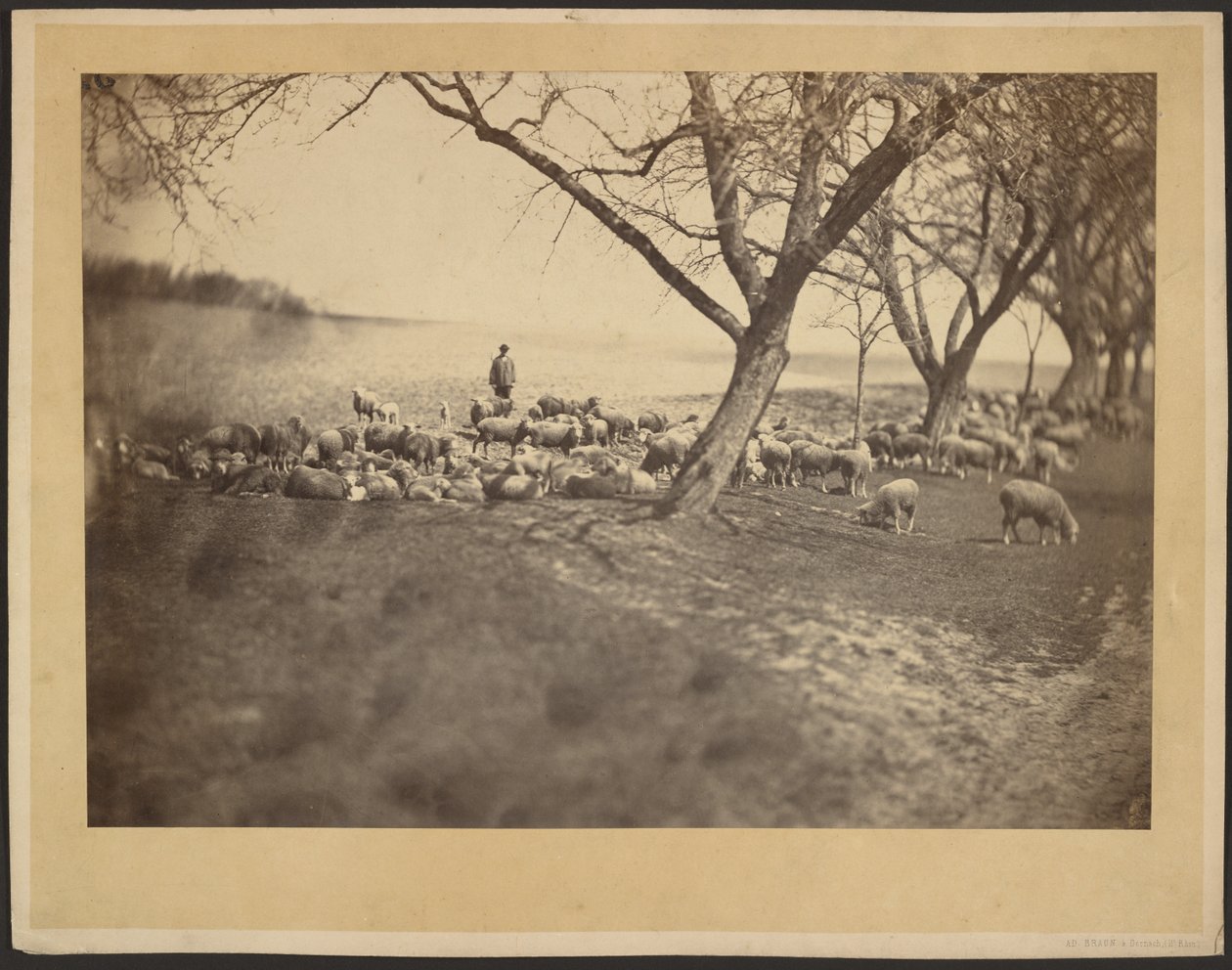 [Herder en kudde schapen] door Adolphe Braun