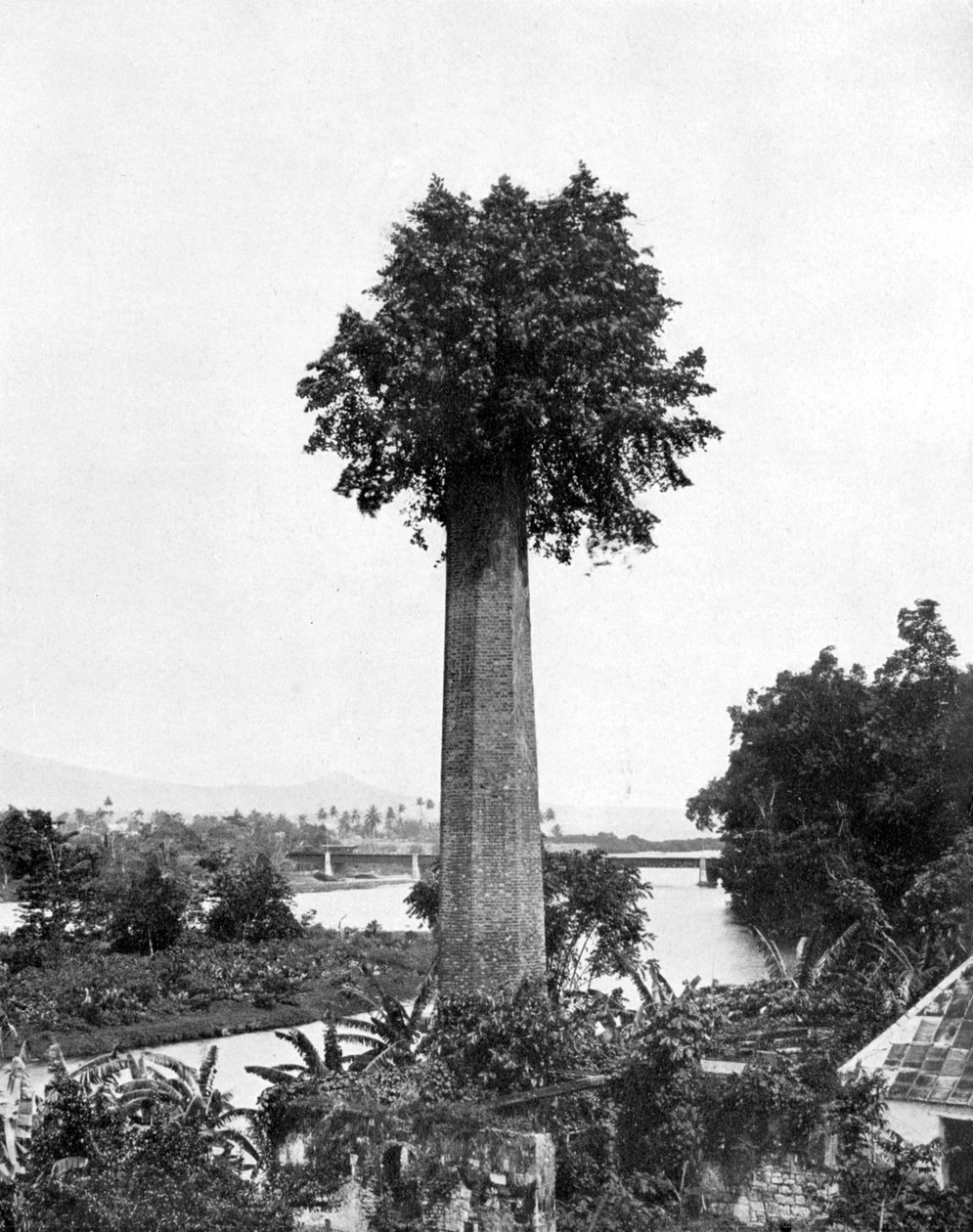 Boom die groeit uit oude suikerfabriekschoorsteen, Jamaica, ca. 1905 door Adolphe Duperly and Son
