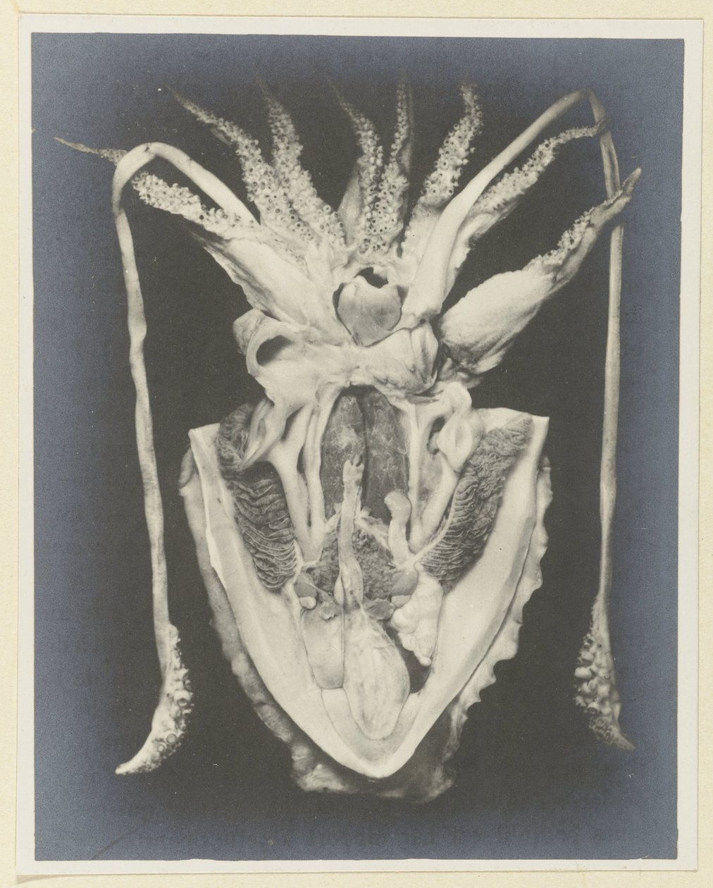 Anatomie van een inktvis door Adolphe Louis Donnadieu