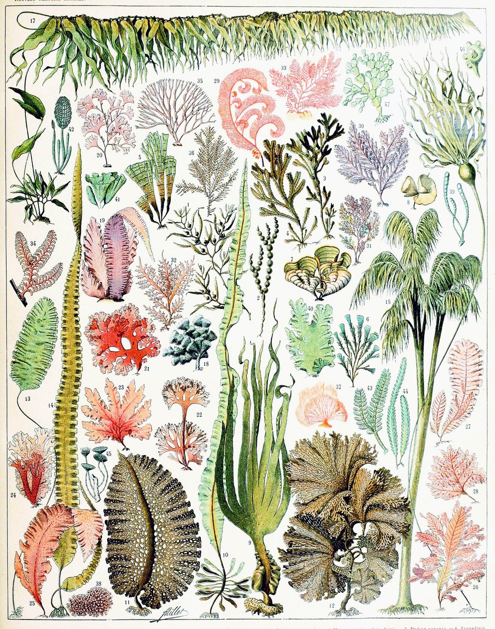 Illustratie van algen en zeewier ca. 1923 door Adolphe Philippe Millot