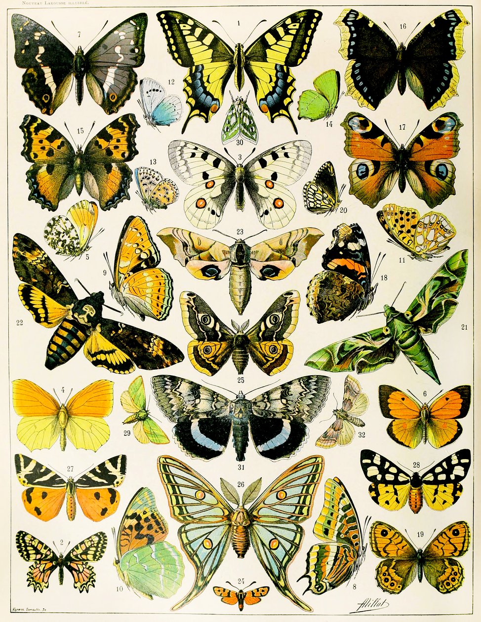 Illustratie van vlinders en motten ca. 1923 (litho) door Adolphe Philippe Millot
