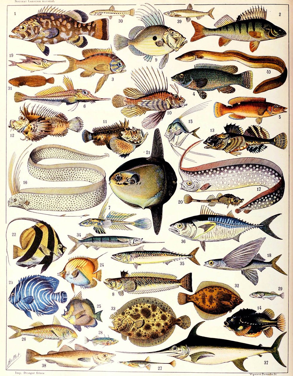 Illustratie van zeevissen ca. 1923 door Adolphe Philippe Millot