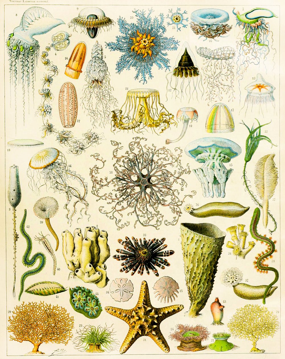 Illustratie van zeeorganismen, ca. 1923 door Adolphe Philippe Millot