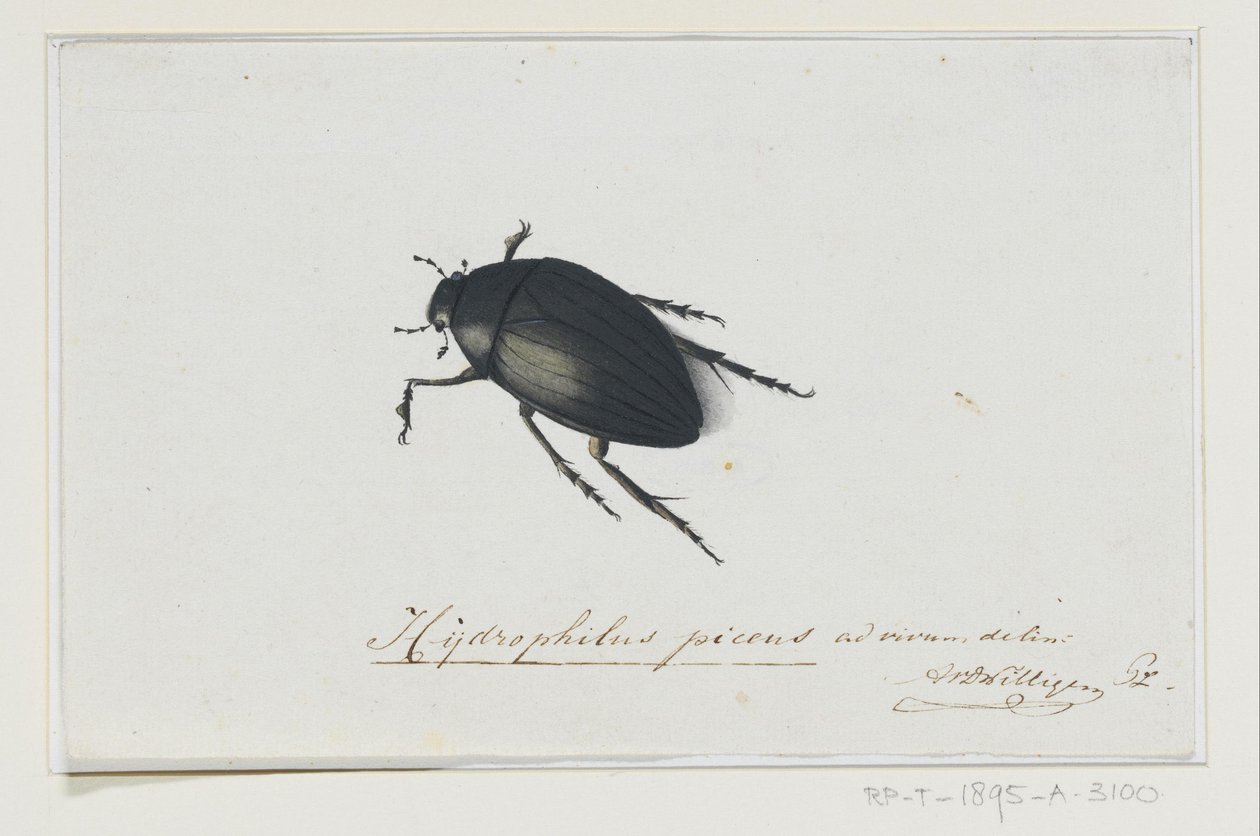 Zwarte Waterkever door Adriaan van der Willigen