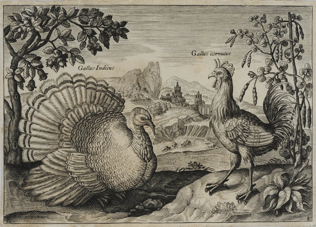 Oude Meester Gravure door Adriaen Collaert