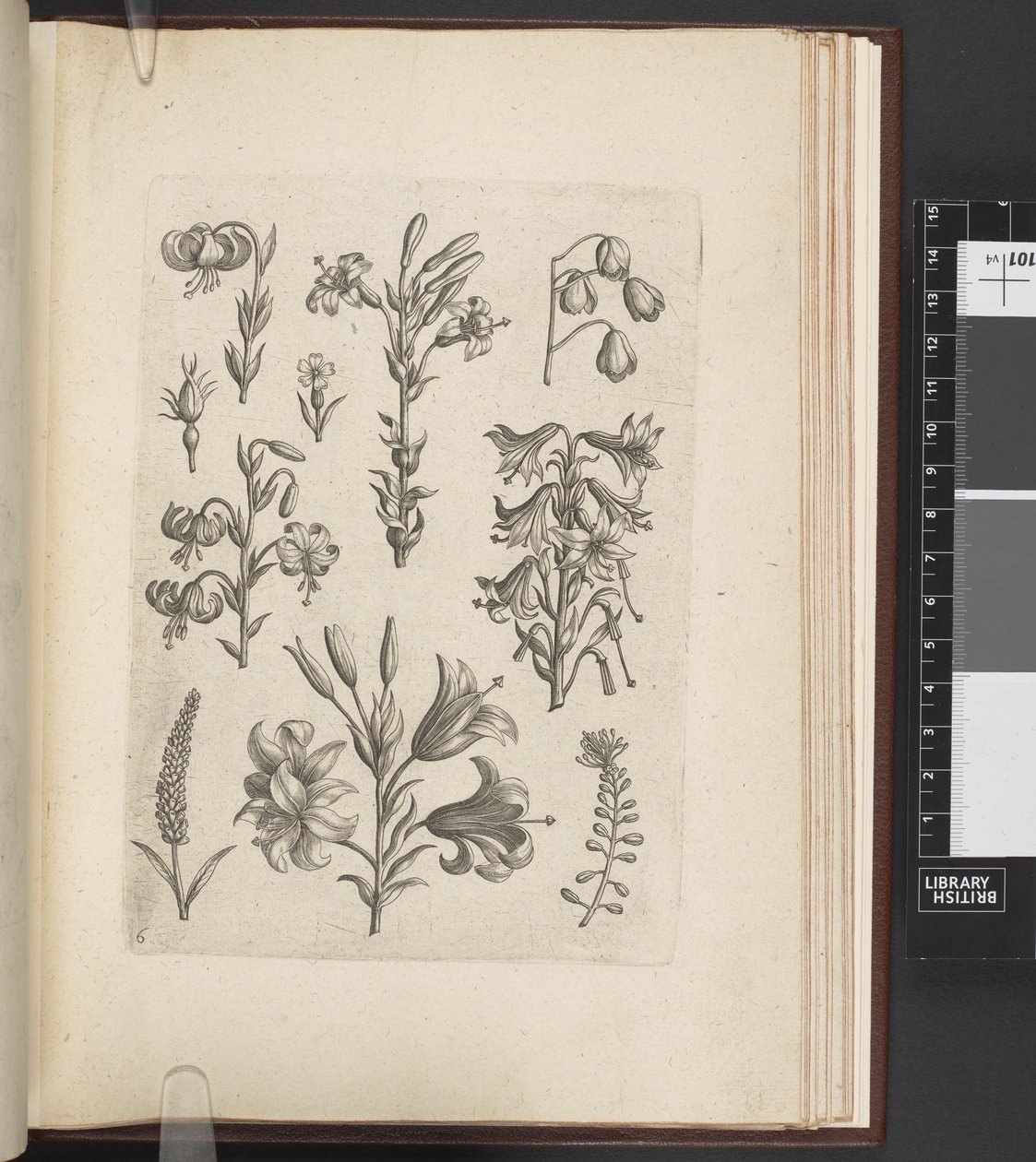 Illustratie van planten, 