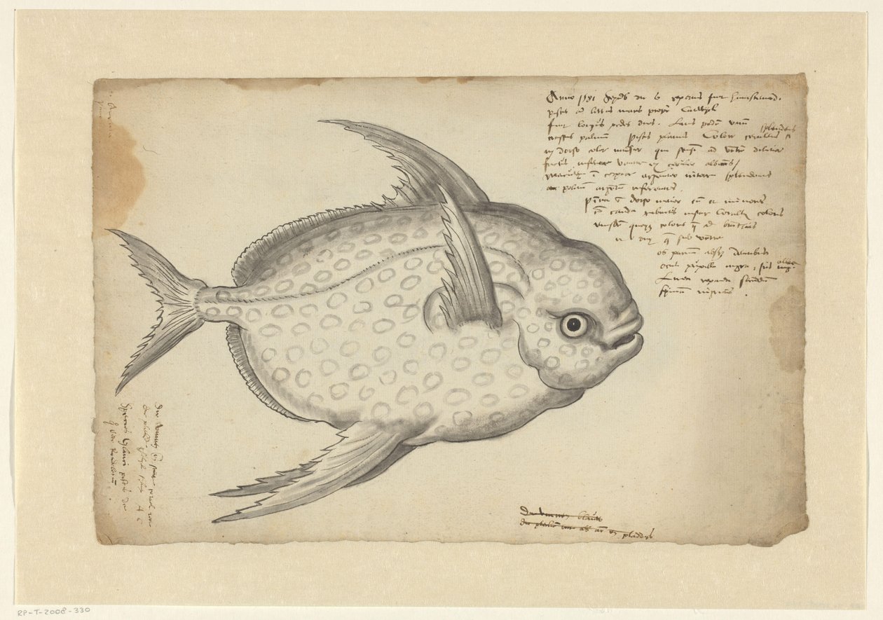 Opah (Lampris guttatus) door Adriaen Coenen