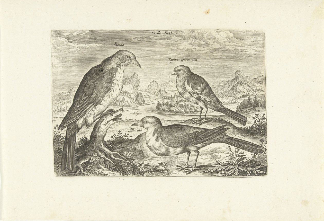 Drie vogels in een landschap door Adriaen Collaert