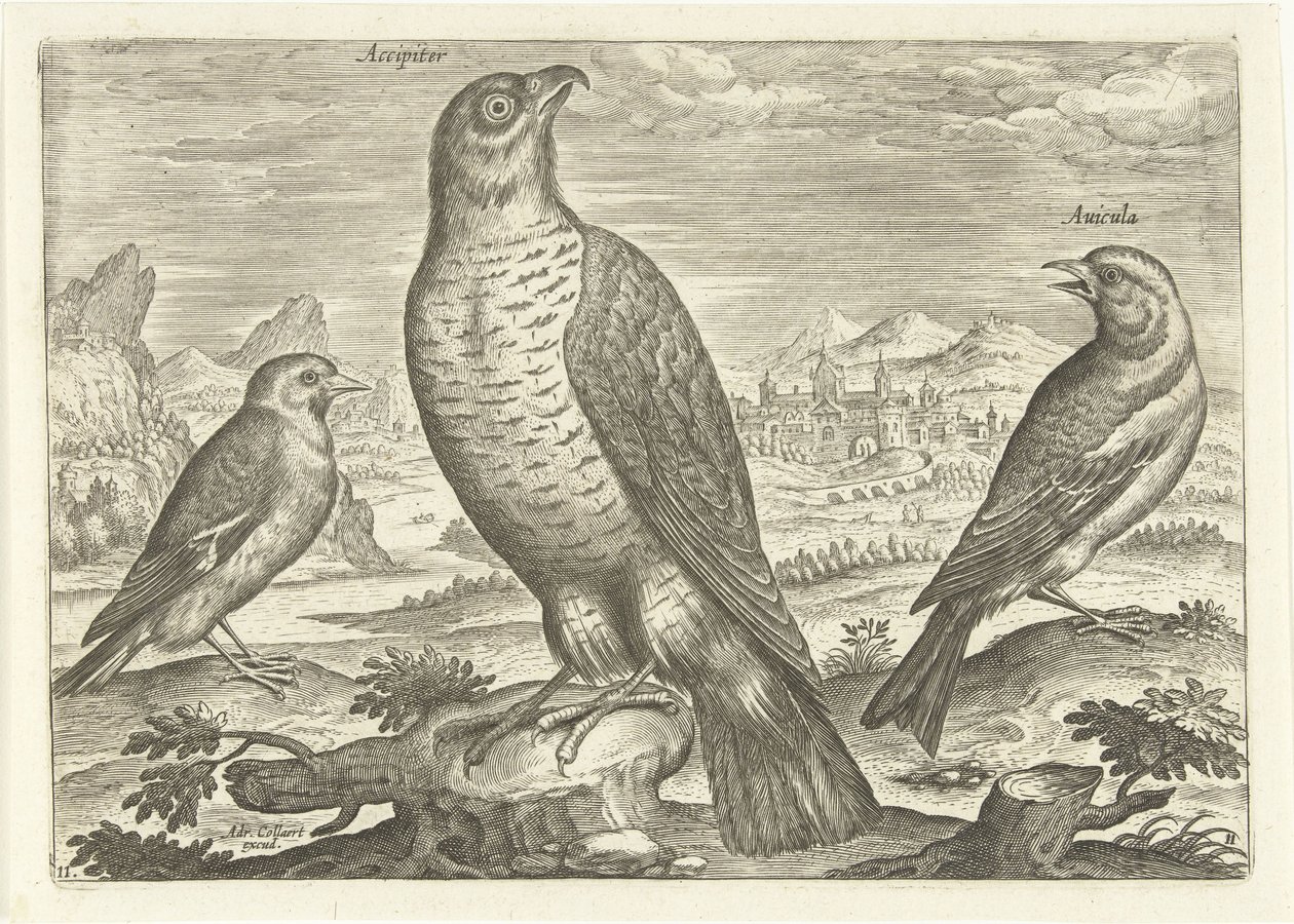 Drie vogels in een landschap door Adriaen Collaert
