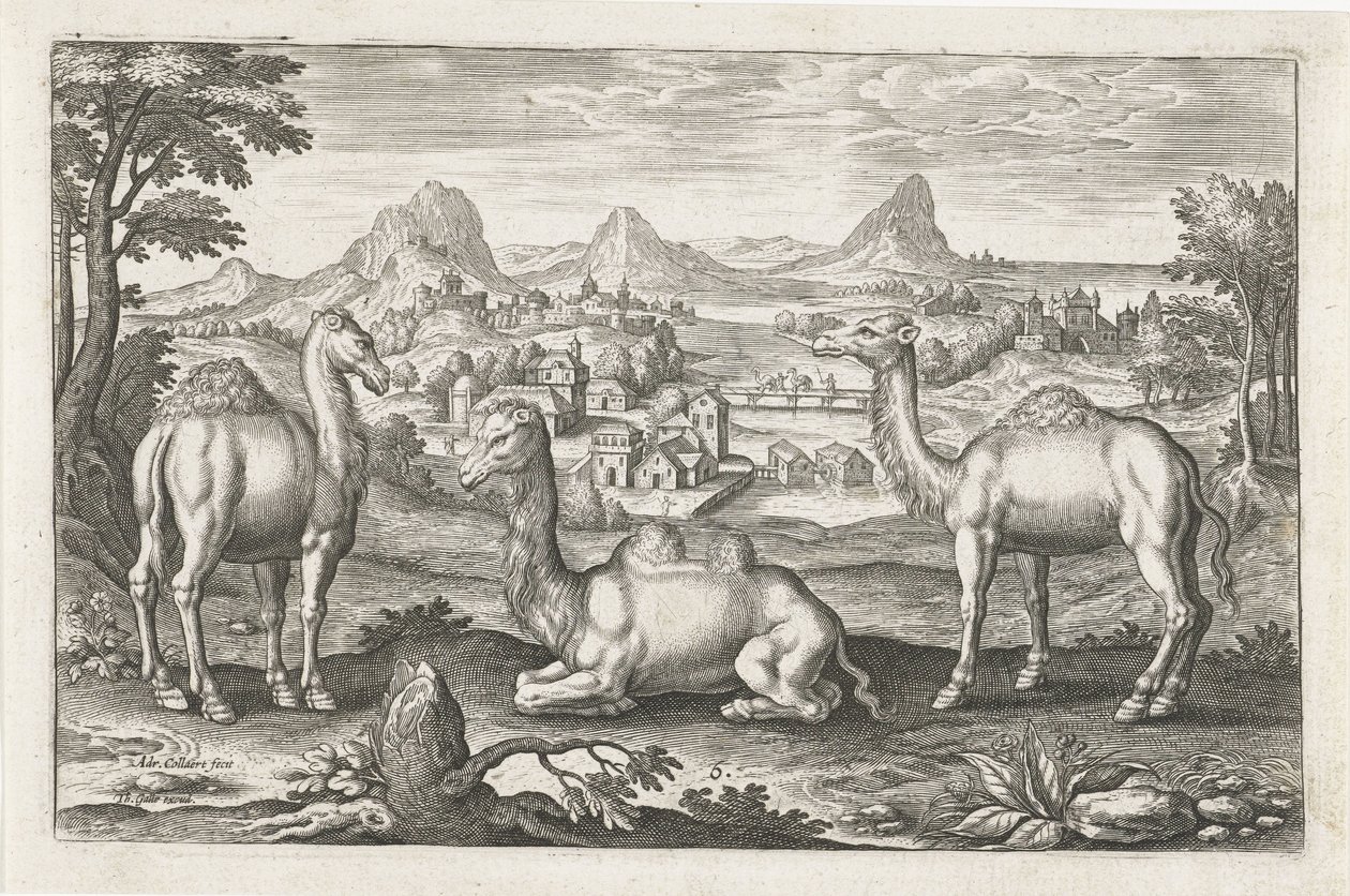 Dromedarissen en een kameel door Adriaen Collaert