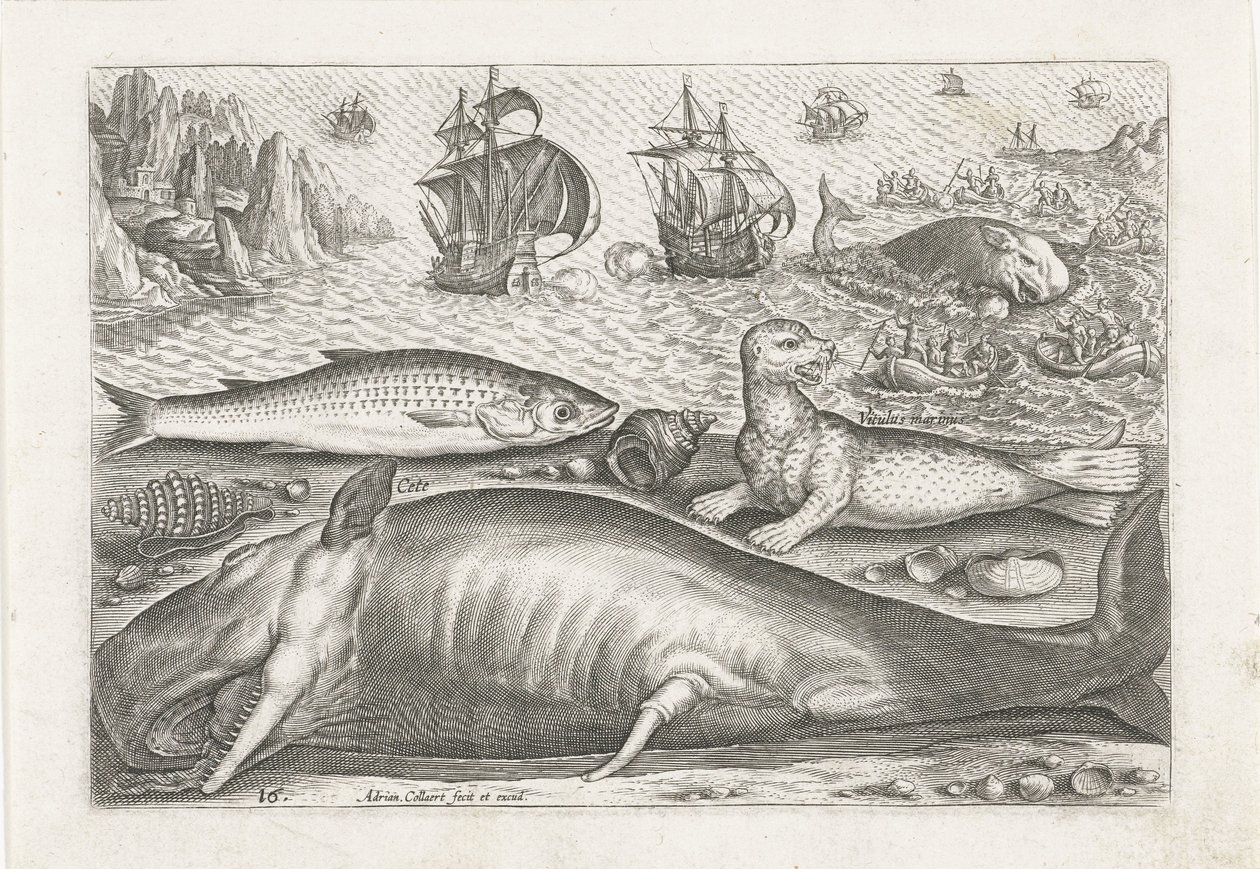 Een harder, een zeeleeuw en een walvis op het strand door Adriaen Collaert
