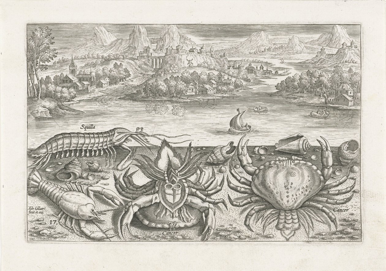 Enkele schaaldieren op het strand door Adriaen Collaert