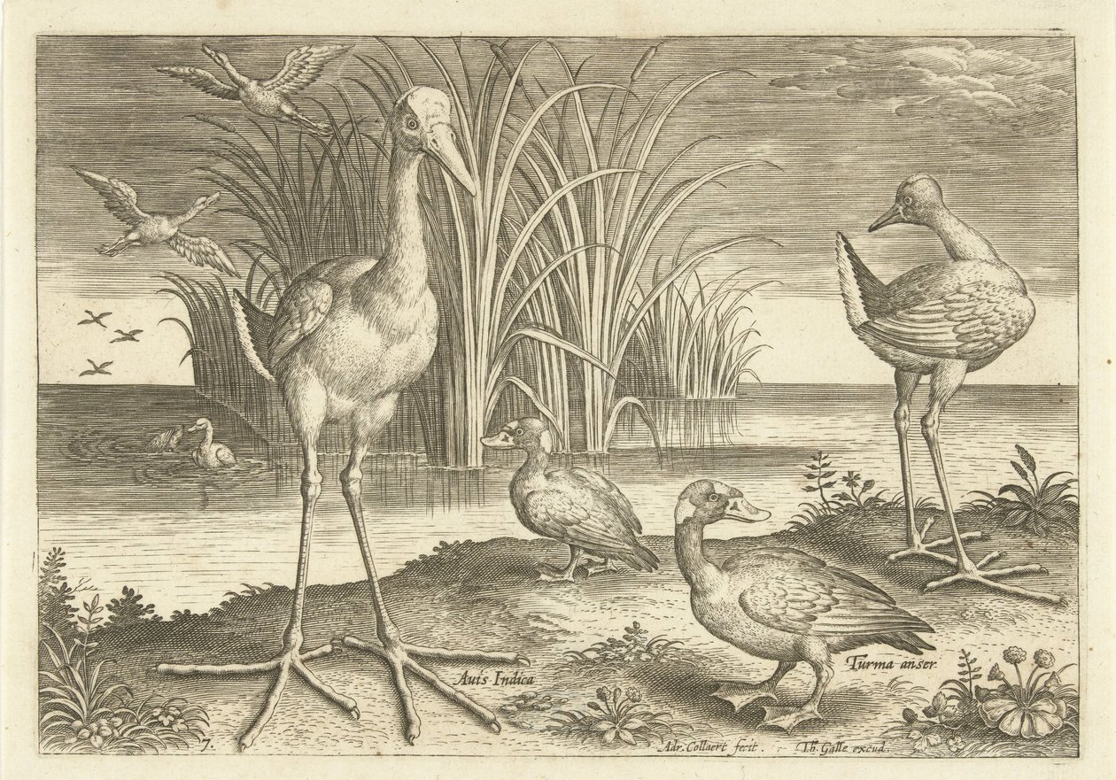 Enkele watervogels aan een oever door Adriaen Collaert