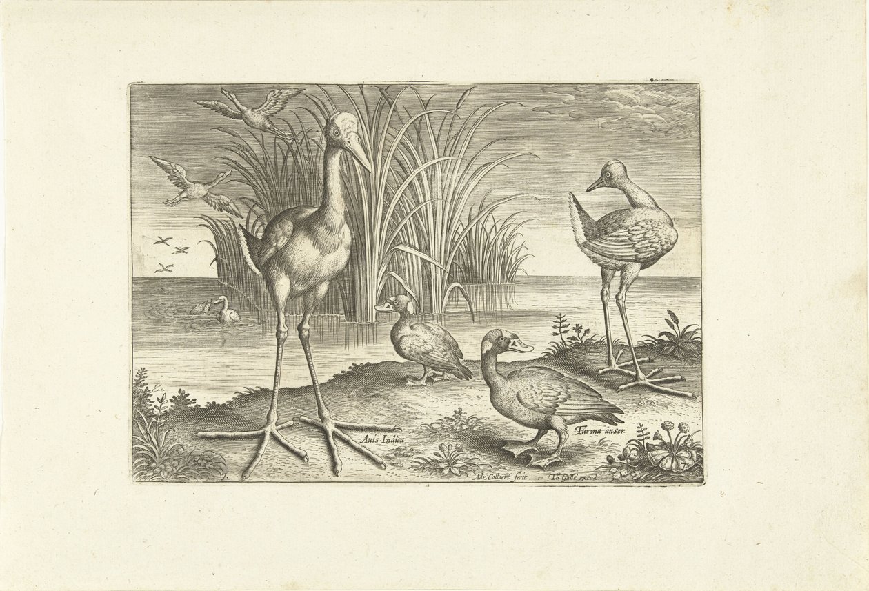 Enkele watervogels aan een oever door Adriaen Collaert