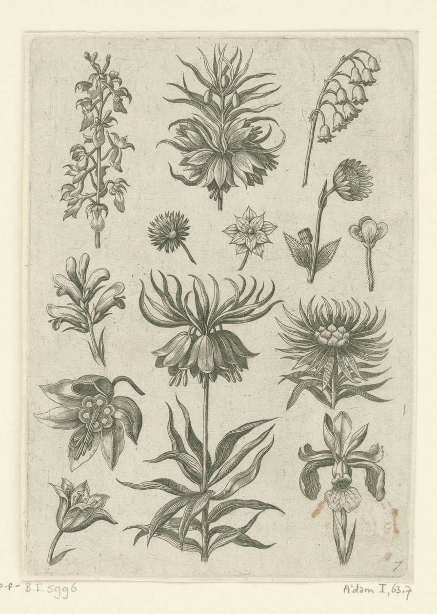Keizerskroon, orchidee en lelietjes-van-dalen door Adriaen Collaert