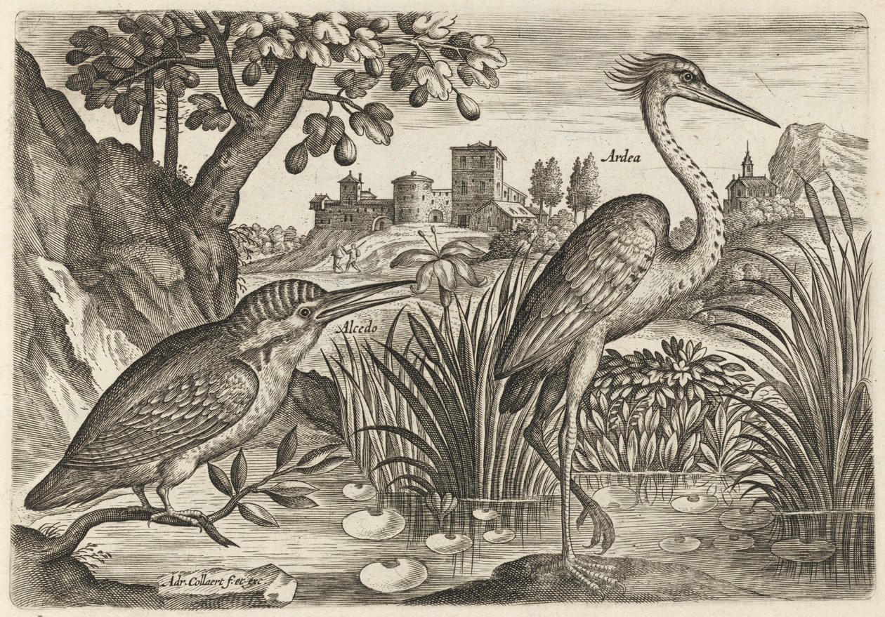 IJsvogel en blauwe reiger door Adriaen Collaert