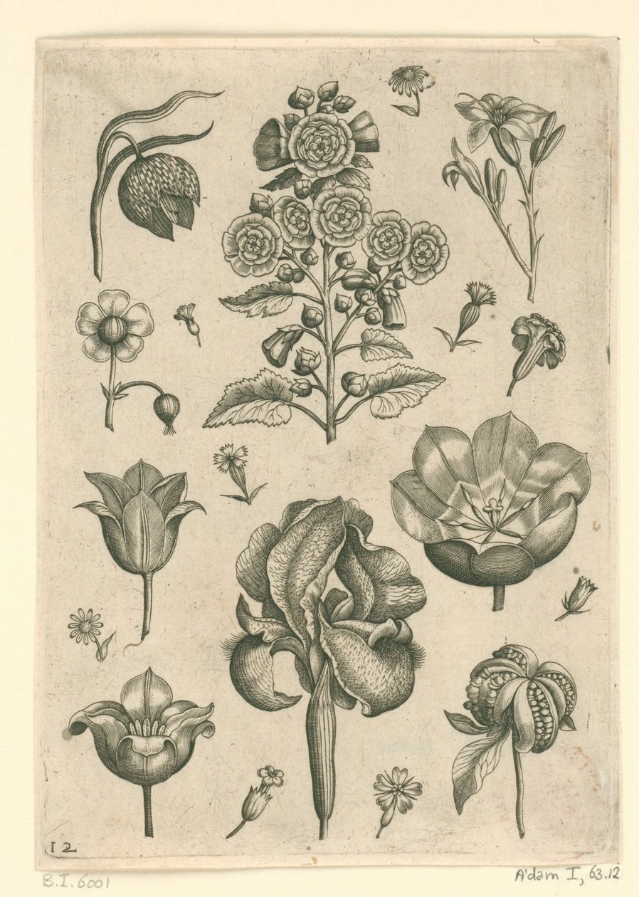 Verschillende bloemen waaronder iris en viooltje door Adriaen Collaert