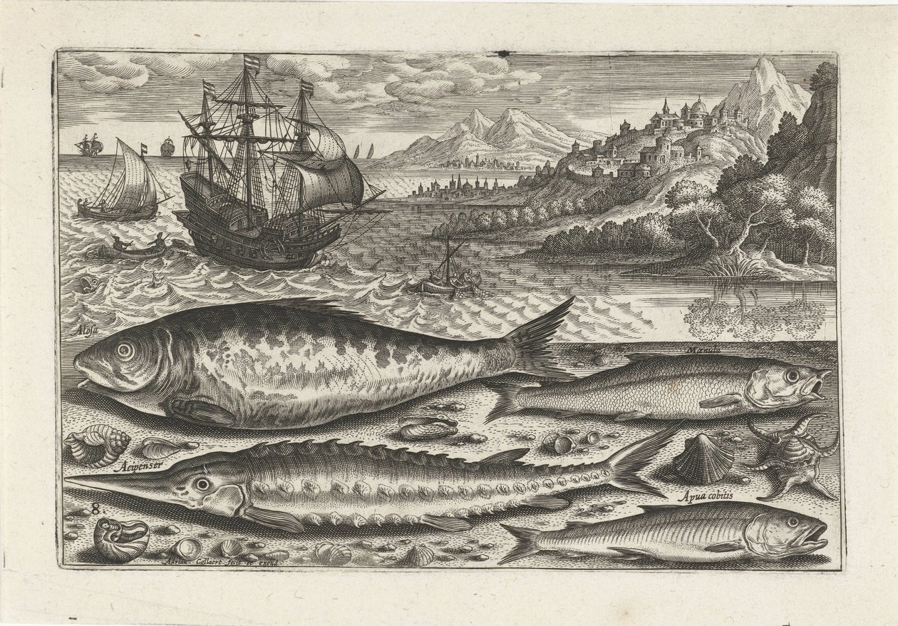 Vier vissen op het strand door Adriaen Collaert