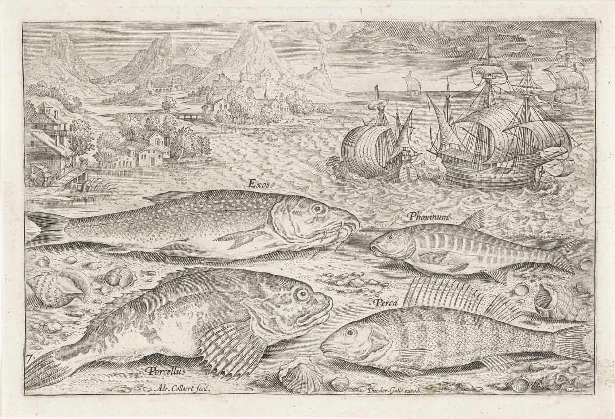 Vier vissen op het strand door Adriaen Collaert