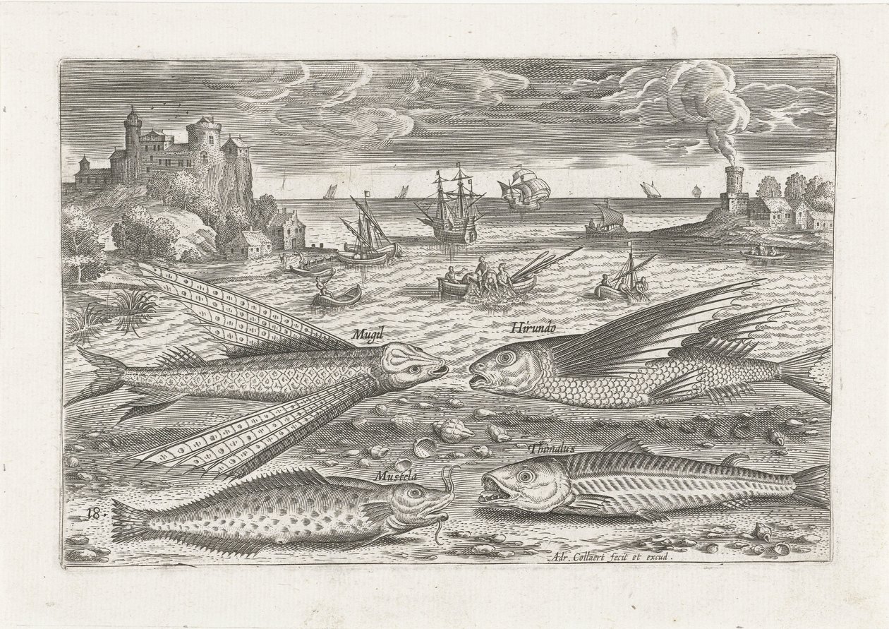 Vier vissen op het strand door Adriaen Collaert