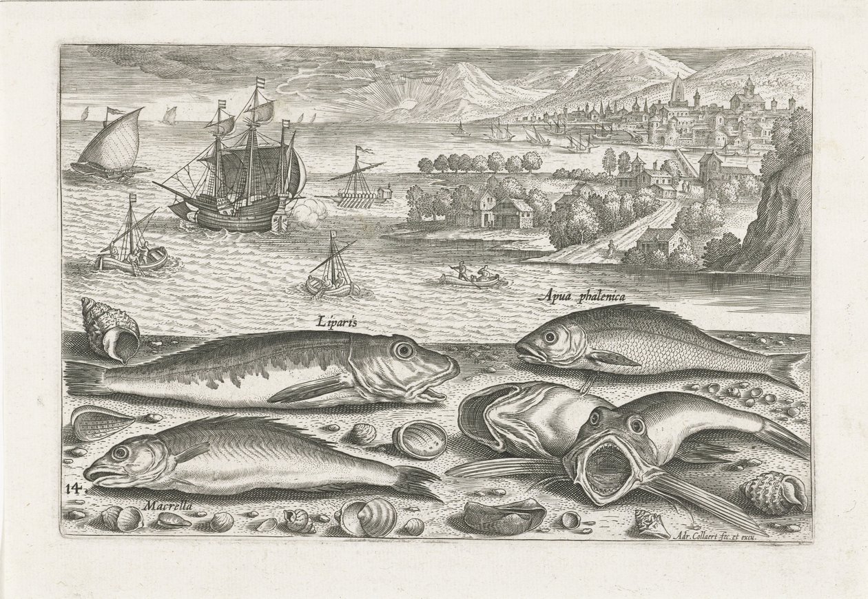Vijf vissen op het strand door Adriaen Collaert