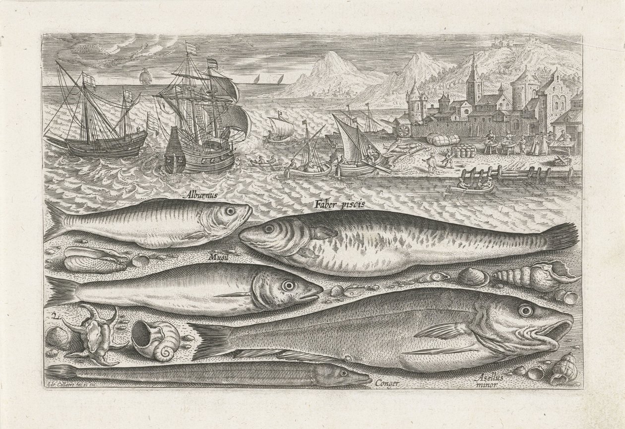Vijf vissen op het strand door Adriaen Collaert
