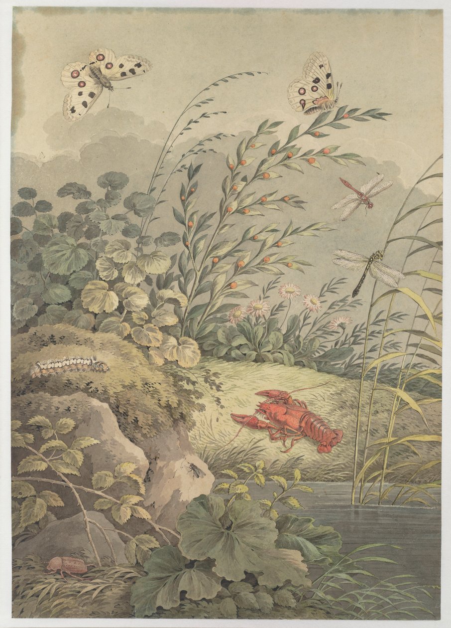 Stuk water met krab, vlinders, libellen en duindoorn, c. 1800 door Adrian Zingg