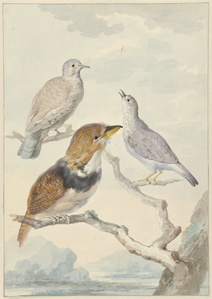 Drie vogels, twee Incaduiven en een gekraagde baardkoekoek door Aert Schouman