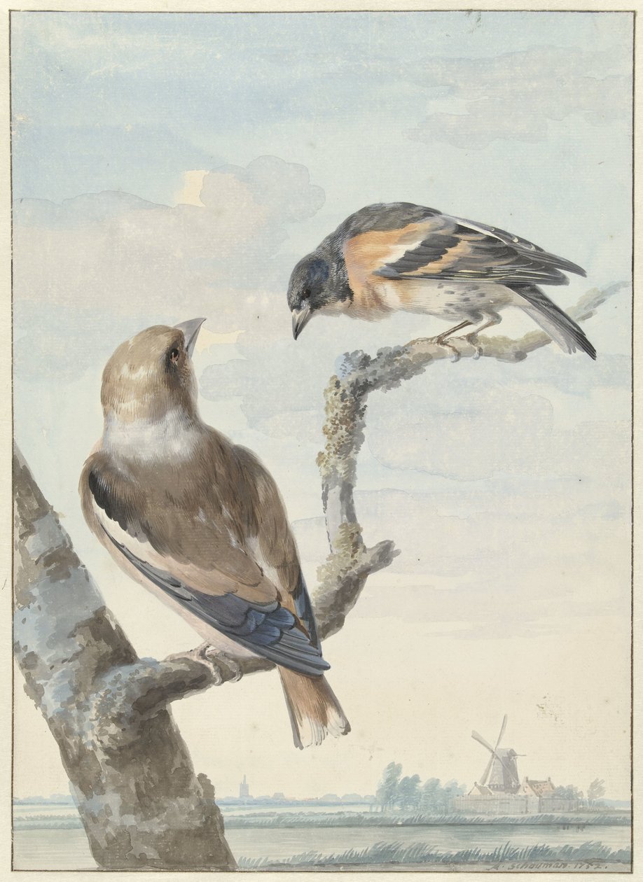 Twee vogels: een appelvink en een keep door Aert Schouman