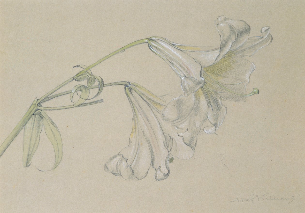 Lelie door Albert Williams