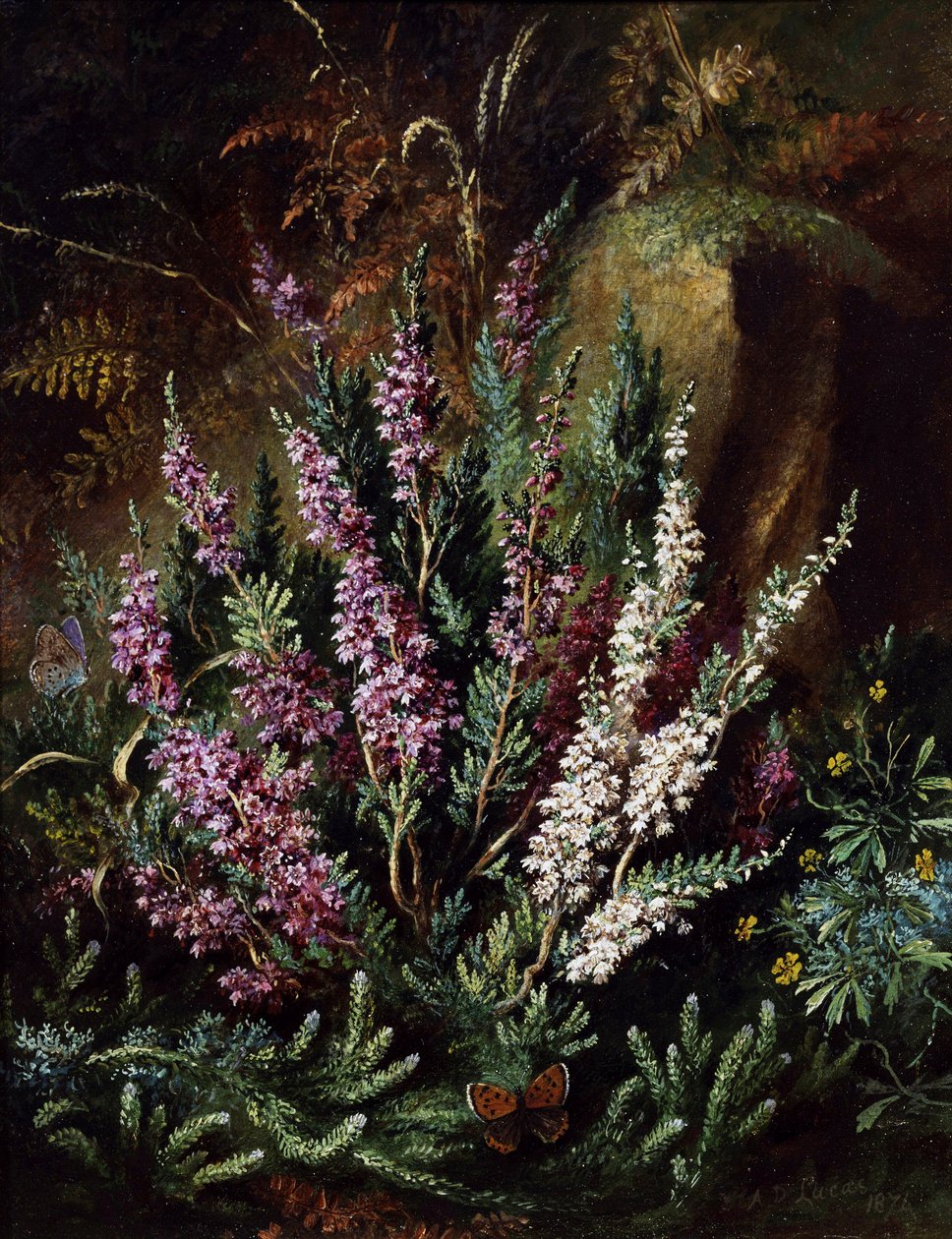 Stilleven van heide en vlinders. Schilderij van Albert Durer Lucas (1828-1918) Privécollectie. door Albert Durer Lucas