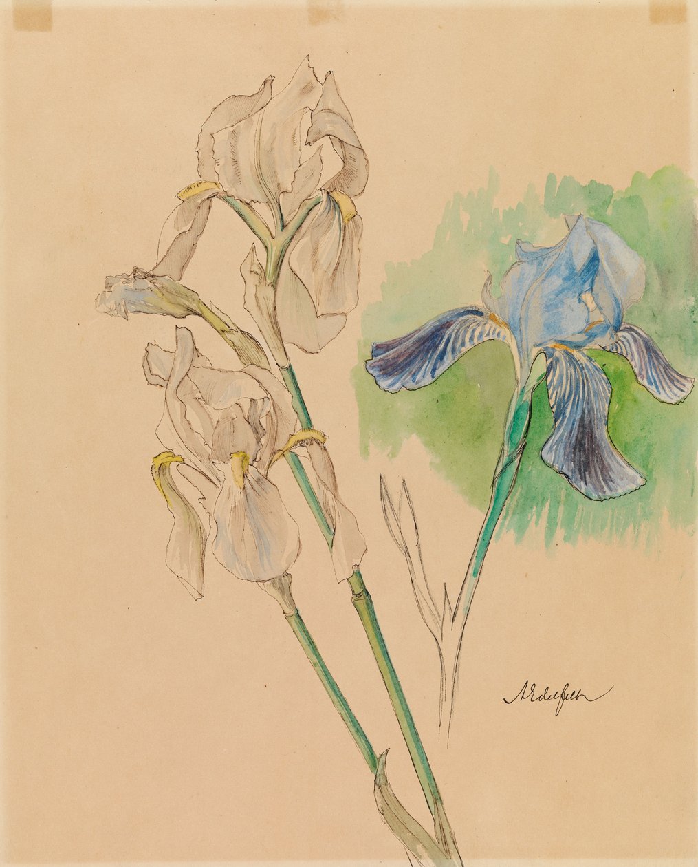 Irissen door Albert Edelfelt