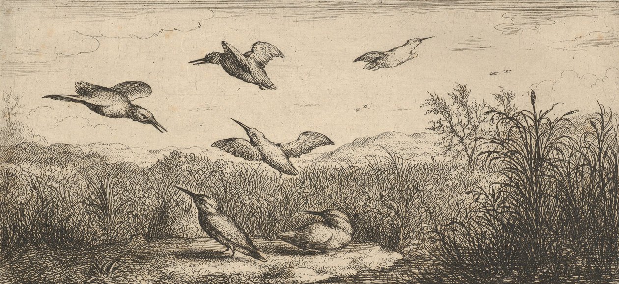 Alcedo, Martin-pescheur De IJsvogel: Livre d