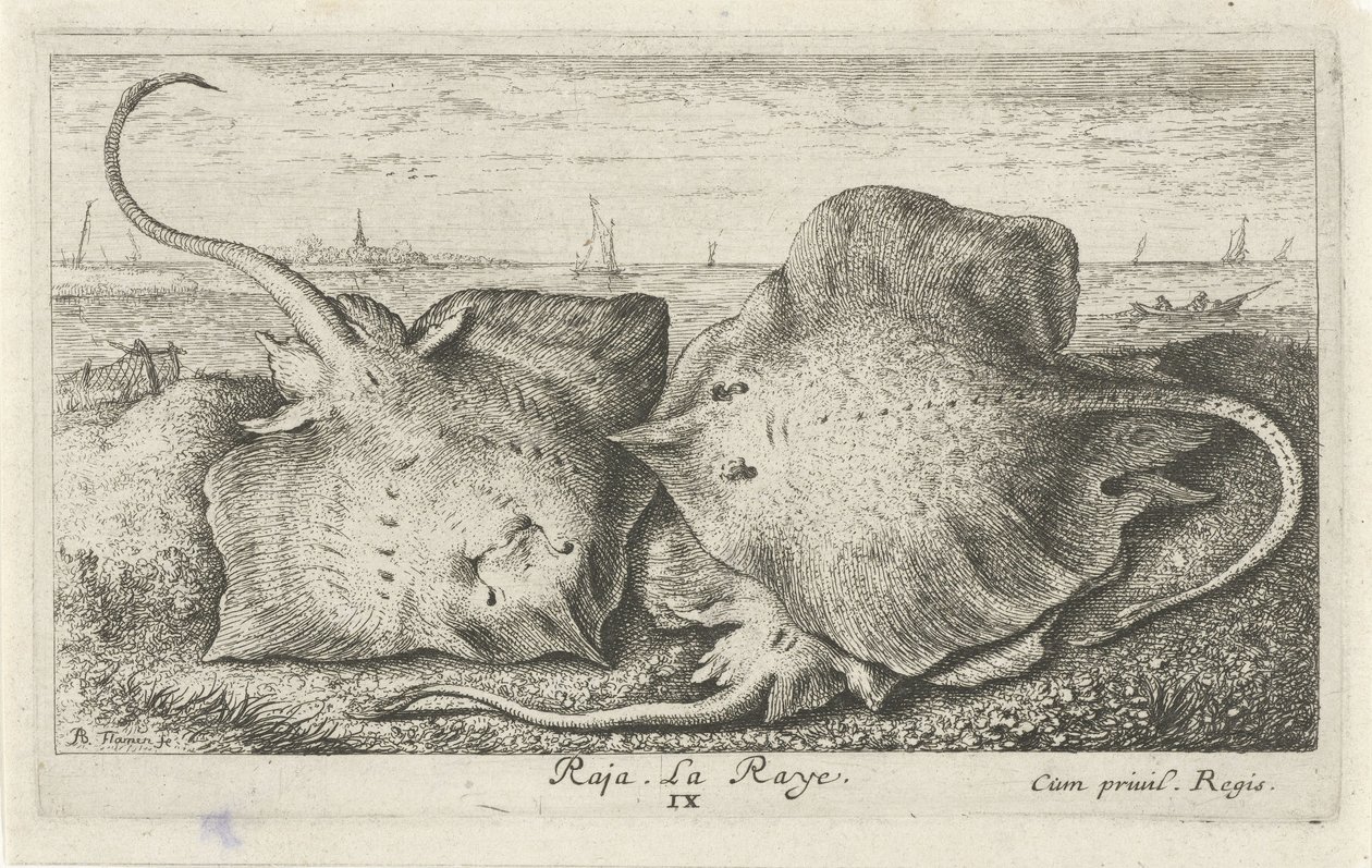 Drie roggen op het strand door Albert Flamen
