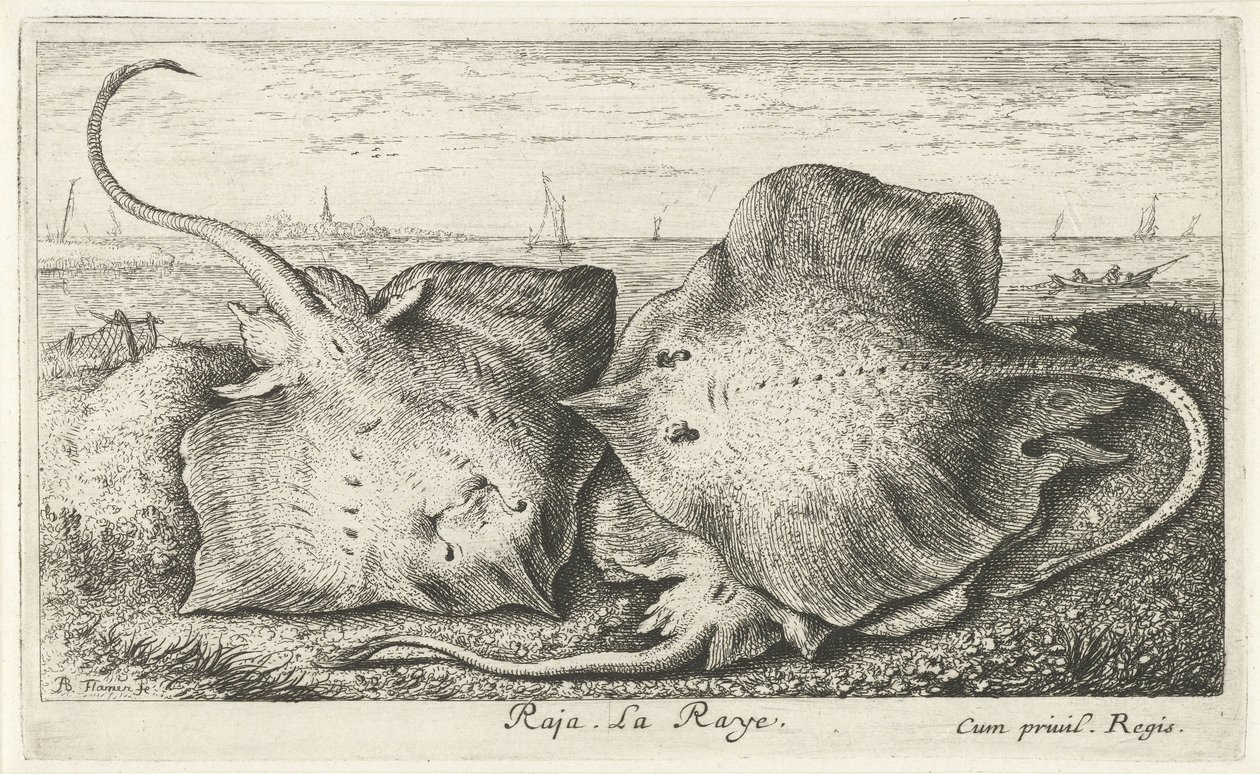 Drie roggen op het strand door Albert Flamen