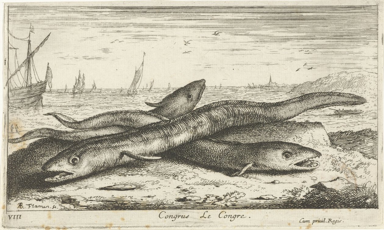 Drie zeepalingen op het strand door Albert Flamen