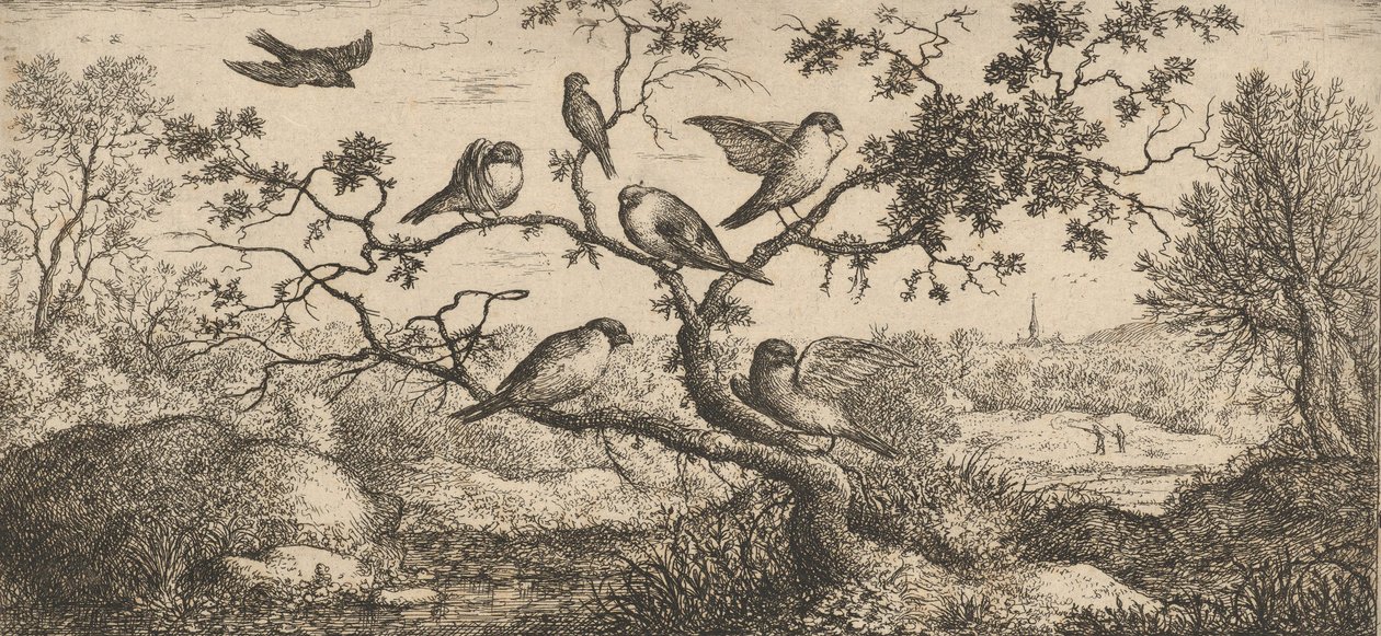 Ficedula, Piuoyne De Goudvink: Boek van Vogels door Albert Flamen