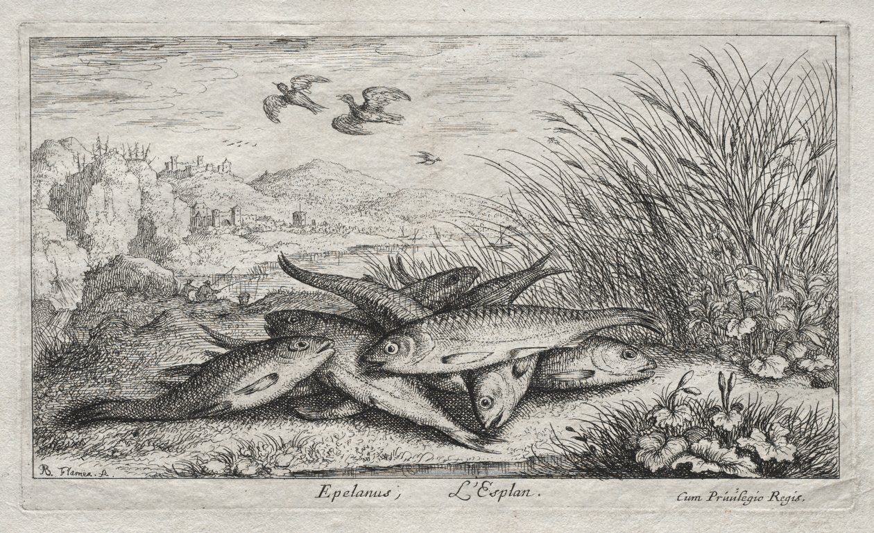 Zoetwatervissen, Deel II: Epelanus, L