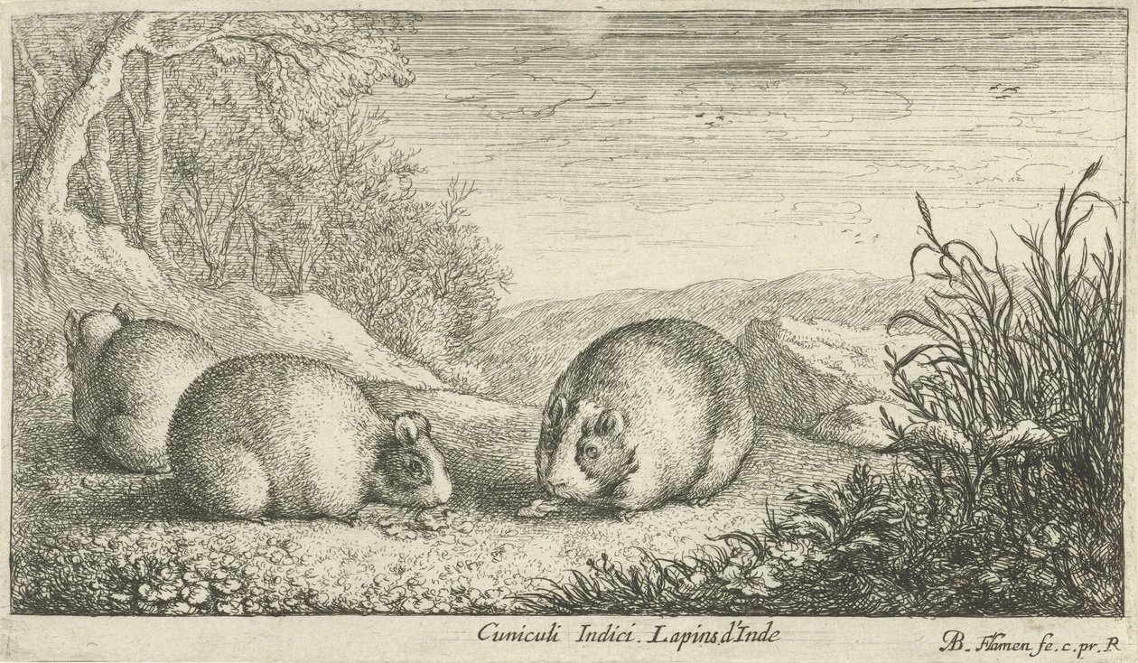 Knaagdieren door Albert Flamen