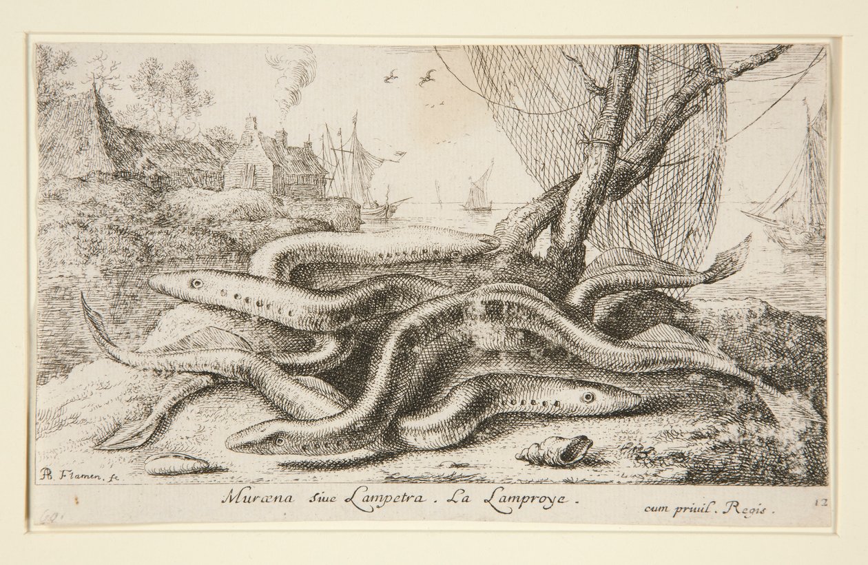 Muraena siue Lampetra. De Lamprei door Albert Flamen