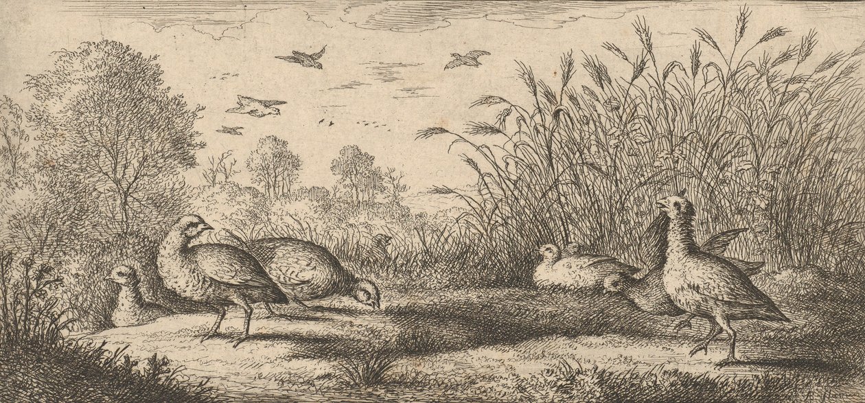 Perdix rubra, Perdix rouge De Roodpootpatrijs: Livre d